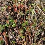 Trifolium scabrum Kvet