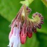 Symphytum caucasicum Květ