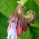 Symphytum caucasicum Flower