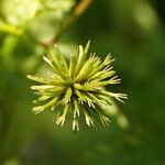 Bidens bipinnata Fruit