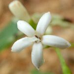 Psychotria roseotincta Bloem