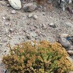 Frankenia corymbosa Hábito