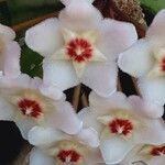 Hoya carnosa Flower