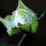 Diospyros bipindensis Fruto