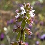 Stachys arvensis Lorea