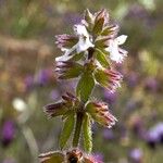 Stachys arvensis Blomst