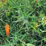 Aloe ciliaris Hábito