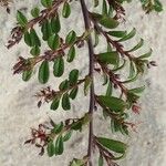 Indigofera spinosa Leaf