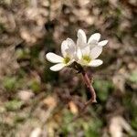 Saxifraga bulbifera Λουλούδι