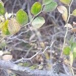 Ziziphus lotus Casca