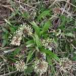 Plantago atrata Habitus