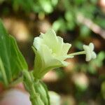 Epilobium luteum Лист