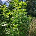 Helianthus tuberosusList