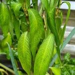 Persicaria odorata Blad