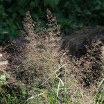 Agrostis capillaris Flower