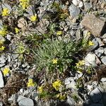 Biscutella intermedia Hábito