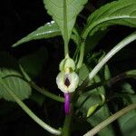 Impatiens niamniamensis Flower