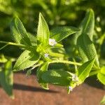 Myosotis laxa Flower