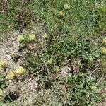 Trifolium ochroleucon आदत
