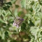 Marrubium supinum Fula