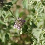 Marrubium supinum Flower