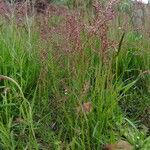 Rumex acetosella Habit