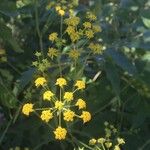 Bupleurum alpigenum 花
