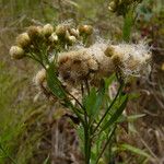 Baccharis douglasii ᱡᱚ