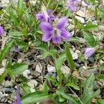 Viola pedatifida Virág