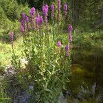 Lythrum salicariaFlower