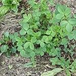 Medicago polymorpha Лист