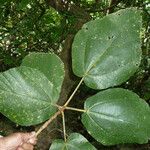 Ficus fulva Feuille