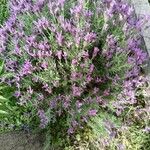 Lavandula stoechasΛουλούδι