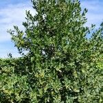Ilex cornuta ശീലം