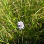 Succisella inflexa 花