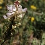 Onobrychis alba Flor