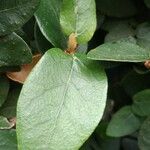 Ficus assamica Leaf