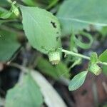 Carpesium abrotanoides Flower