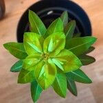 Euphorbia wallichii Leaf