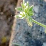Cerastium glomeratum Flower