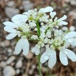 Orlaya grandiflora Fleur