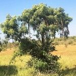 Cassia abbreviata Habit