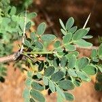 Vachellia permixta Feuille