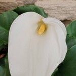 Zantedeschia aethiopica പുഷ്പം