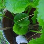 Ligularia fischeri Leaf