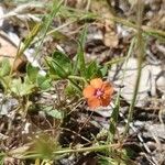 Lysimachia arvensisBlomst