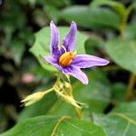 Solanum paludosum Λουλούδι