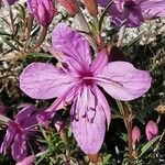 Epilobium dodonaei Flower