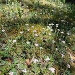 Antennaria dioica Облик