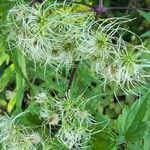 Clematis virginiana Frukt